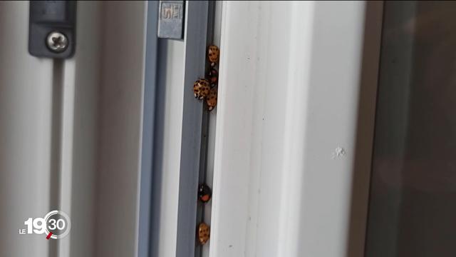 La coccinelle asiatique a pullulé en Suisse romande en raison des températures clémentes.