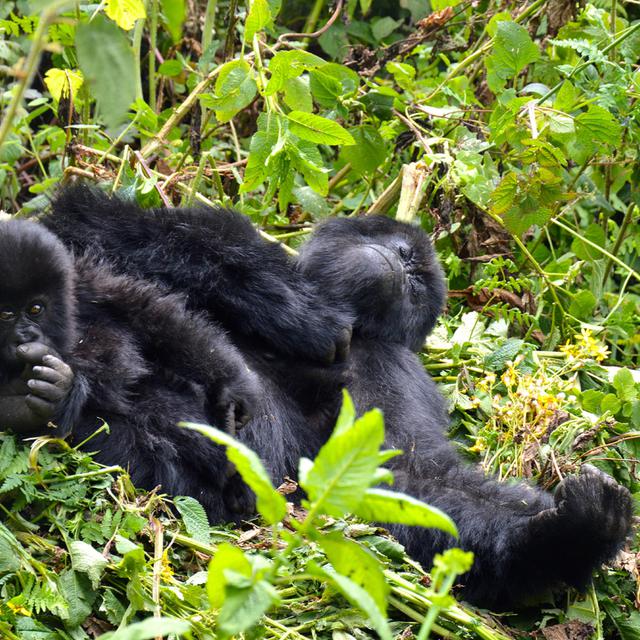 Gorille dans le Parc des Volcans du massif Virunga, au nord du Rwanda [RTS - Cerise Maréchaud]