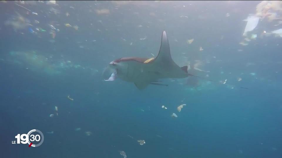 Des bateaux pour aspirer et recycler les millions de tonnes de plastique, qui souillent nos océans.