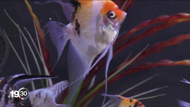 Les poissons sont les animaux de compagnie les plus nombreux en Suisse. Une campagne vise à sensibiliser leurs propriétaires