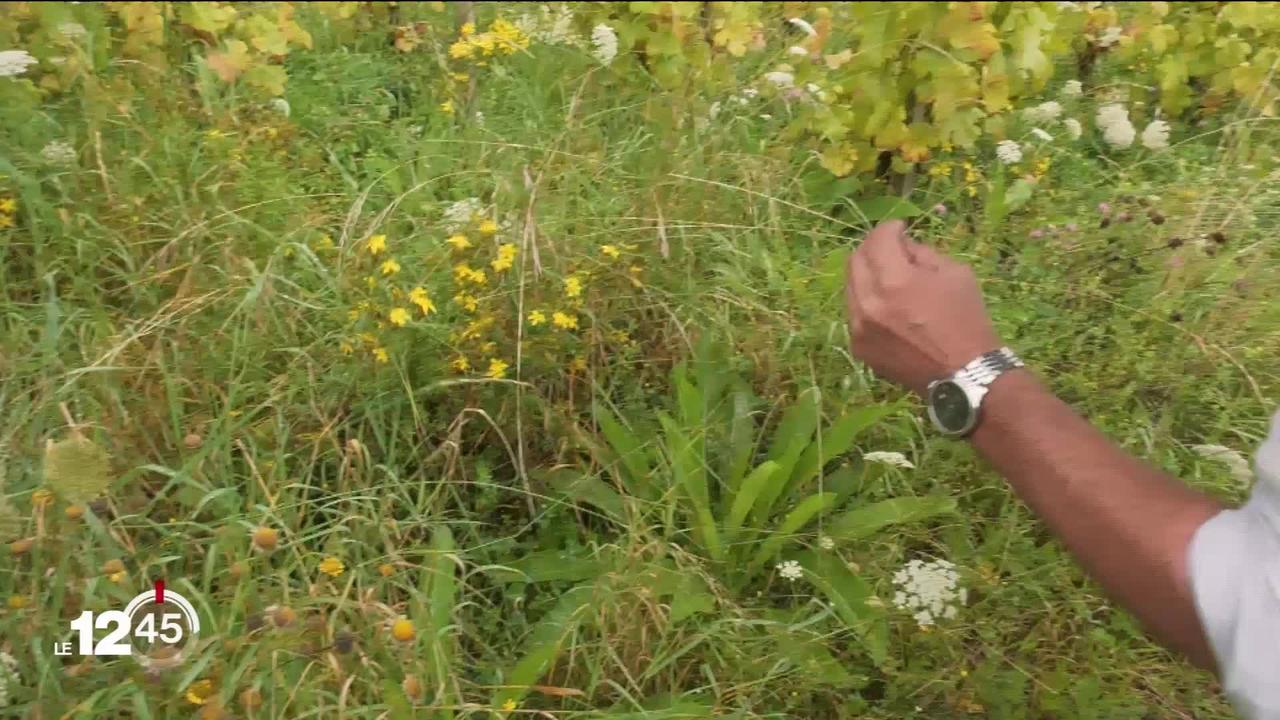 Deux Neuchâtelois publient un livre qui recense des plantes médicinales du monde entier