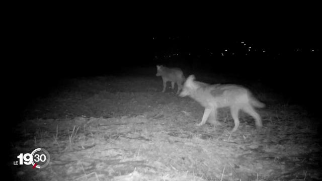 Après plusieurs attaques sur des veaux, deux loups du Jura vaudois vont être abattus