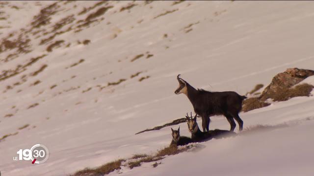 La chasse aux chamois fait polémique dans le canton du Jura