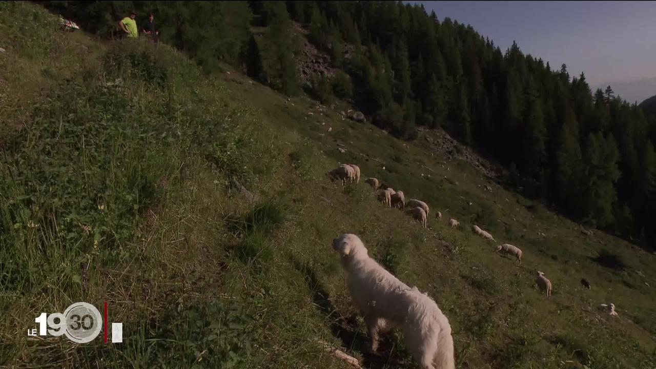 Le Valais autorise l'abattement d'un loup qui a tué 14 moutons. La controverse entre pros et antis loup est ravivée