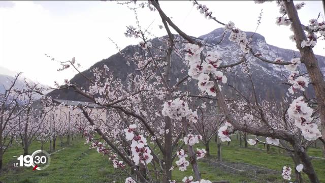 Tout juste en fleurs, les abricotiers valaisans sont menacés par une vague de gel.