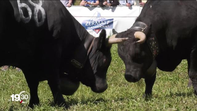 Zermatt (VS) Les vaches d'Hérens de retour dans l'arène.