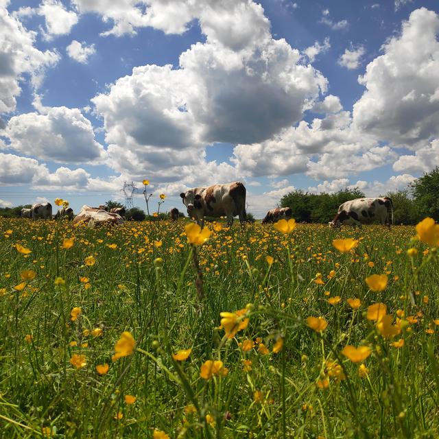 Des vaches montbéliardes dans des pâturages fleuris. Jura France [RTS - Martin Delacoux]