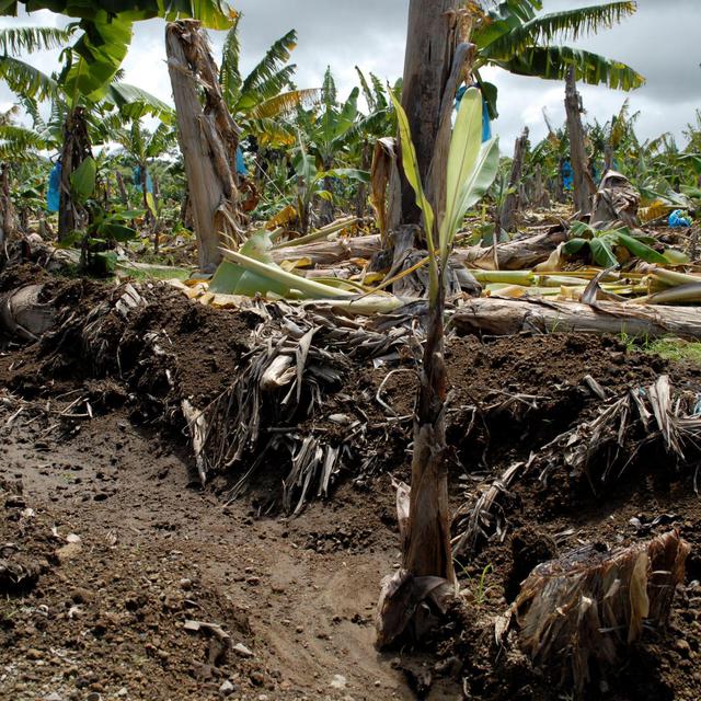 Plantation de banane en Martinique [RTS - Cécile Raimbeau]