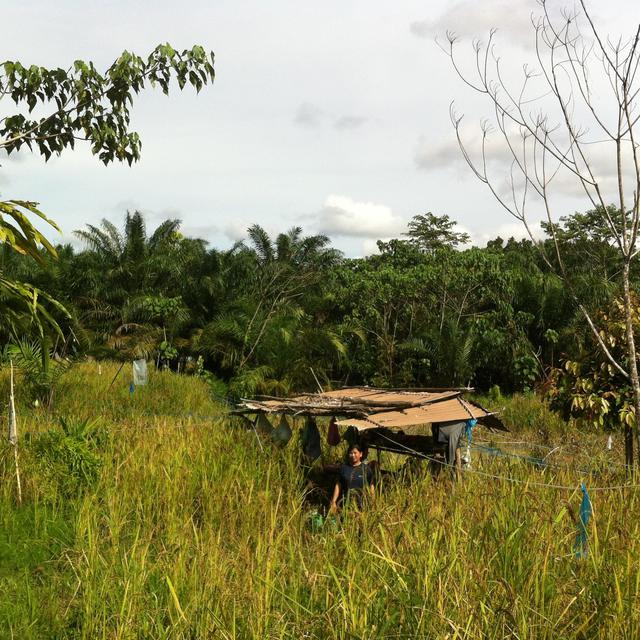 Région de Sabah, Bornéo [RTS - Marion Touboul]