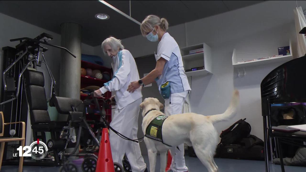 Depuis six mois, un labrador a rejoint l’équipe de physiothérapeutes de l’hôpital fribourgeois.