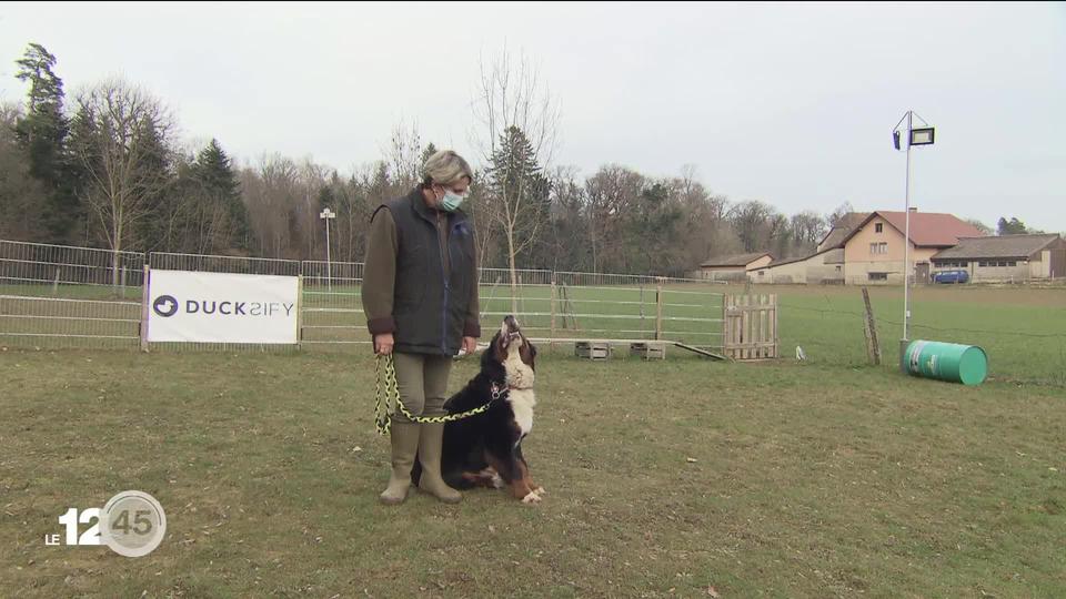 Neuchâtel réintroduit les cours d'éducation canine obligatoires.