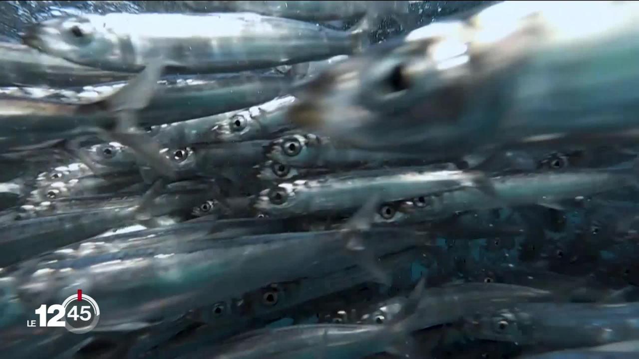Afrique du Sud: quand les bancs de sardines géants font le régal des prédateurs