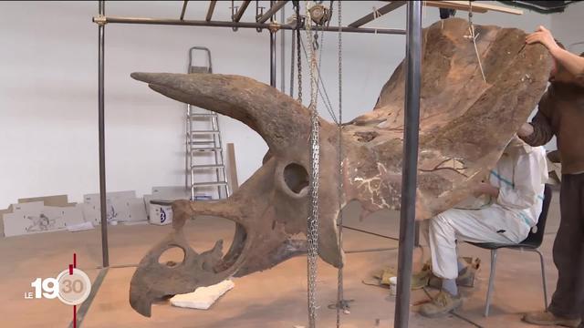 "Big John" le tricératops devrait cartonner sur le marché des enchères.