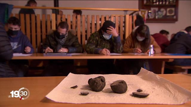 Les découvertes de truffes blanches se multiplient en Suisse