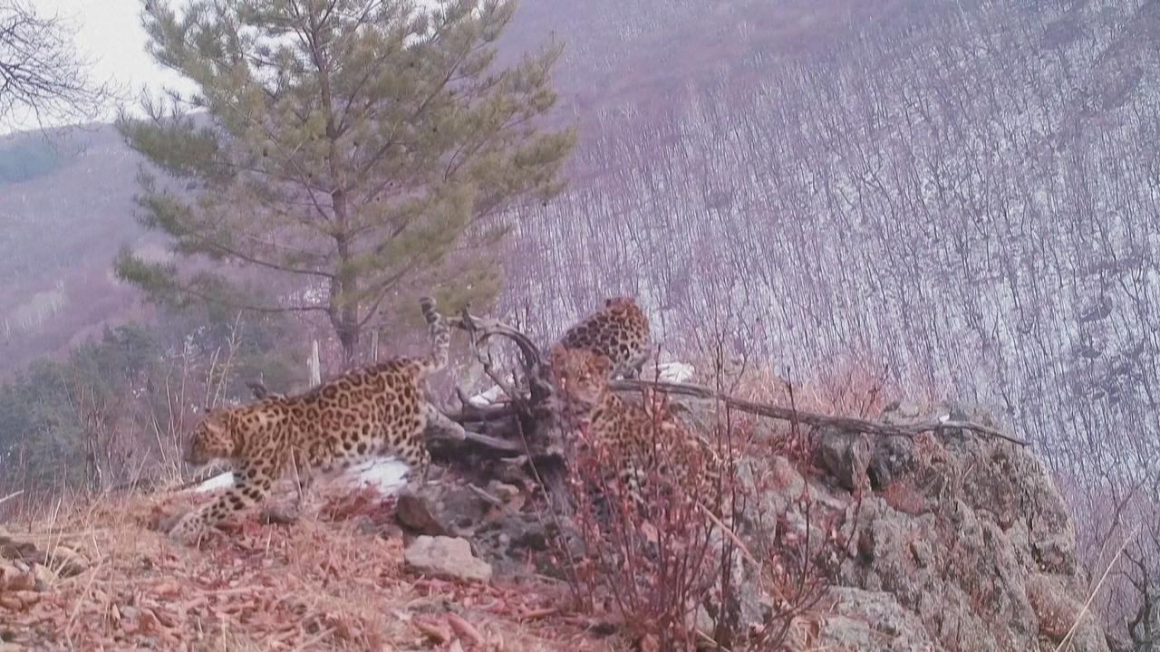 Les quatre léopards de l'Amour, nommés ainsi en référence au fleuve qui coule entre la Russie et la Chine, ont été filmés dans un parc national. [AFP - AFP]