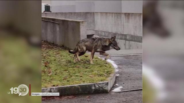 Jussy (GE): un loup a croisé des habitants mardi matin, presque au milieu du village