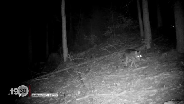 Le canton de Vaud sollicite deux tirs de loup auprès de la Confédération.