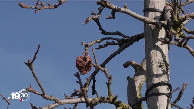 La végétation doit supporter cet hiver des écarts importants de températures. Le printemps précoce n'est pas sans risque.