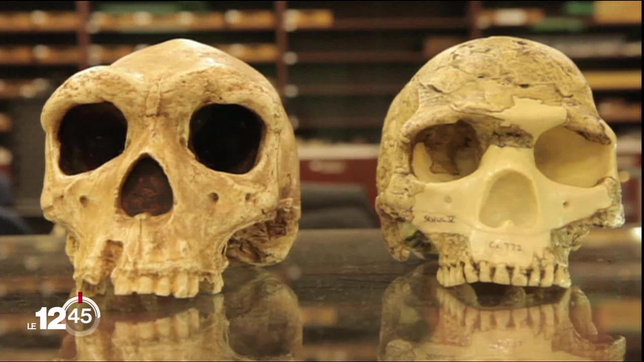 En Afrique du Sud des fossiles relancent l'énigme sur de lointains cousins de l'Homme.