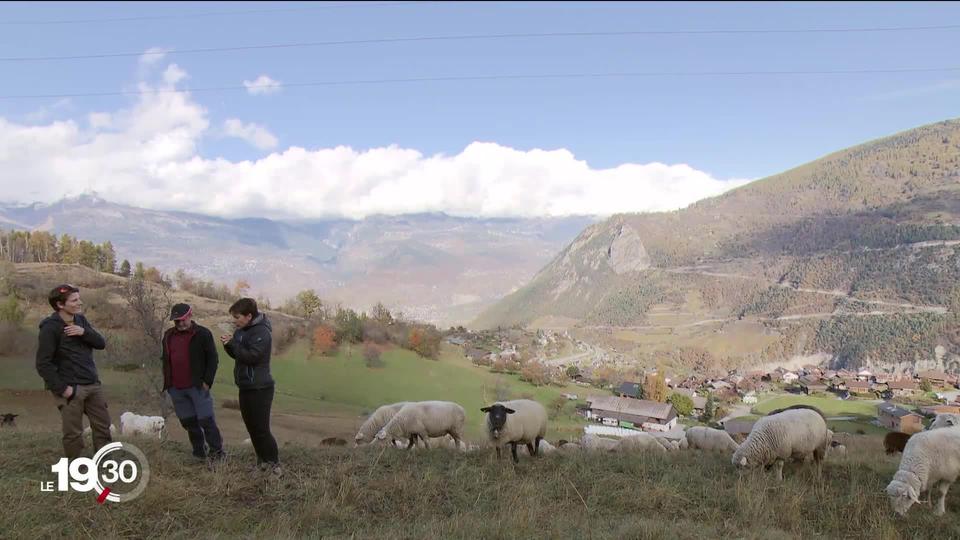 Le Valais pourrait prochainement se doter d’une loi cantonale sur les grands prédateurs, ravivant l’émotionnel et épineux débat sur le loup