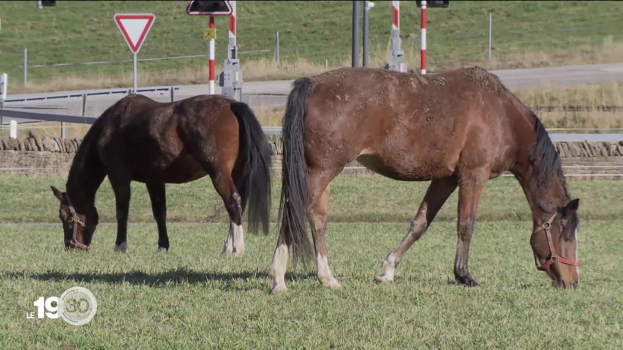Dans le Jura, les éleveurs du cheval de la race des Franches-Montagnes retrouvent le sourire après plusieurs années difficiles sur le front des ventes