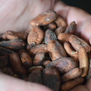 Cacao colombien de Mutata dans les mains du torréfacteur-chocolatier français Franck Berger en visite chez les peuples [RTS - Najet Benrabaa]