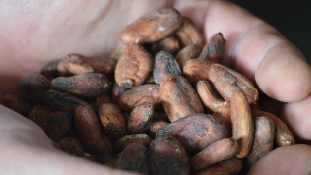 Cacao colombien de Mutata dans les mains du torréfacteur-chocolatier français Franck Berger en visite chez les peuples [RTS - Najet Benrabaa]