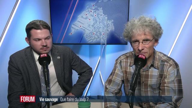 Le grand débat - Que faire du loup en Suisse?