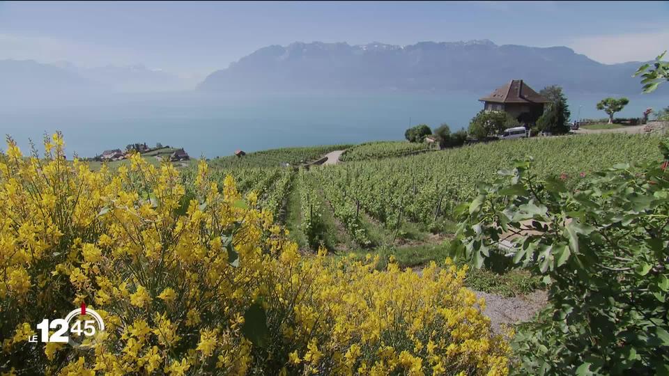 Le Conseil d'Etat vaudois fait le point sur le plan d'affectation cantonal Lavaux pour concilier patrimoine et économie.