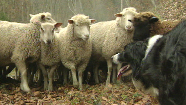 Chiens de berger