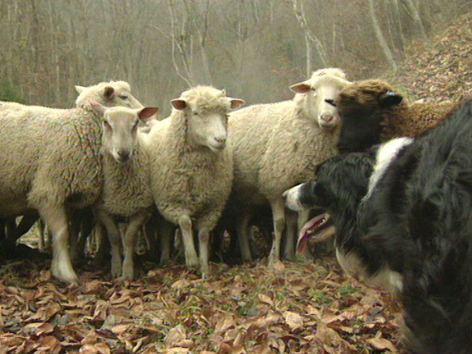 Chiens de berger