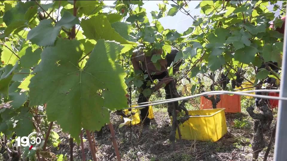 Les vendanges ont débuté en Suisse romande, mais les récoltes s'annoncent de faible quantité.