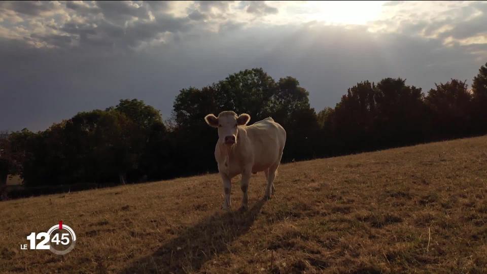 En Bourgogne, les agriculteurs s'adaptent au réchauffement climatique et expérimentent la culture de lavande.