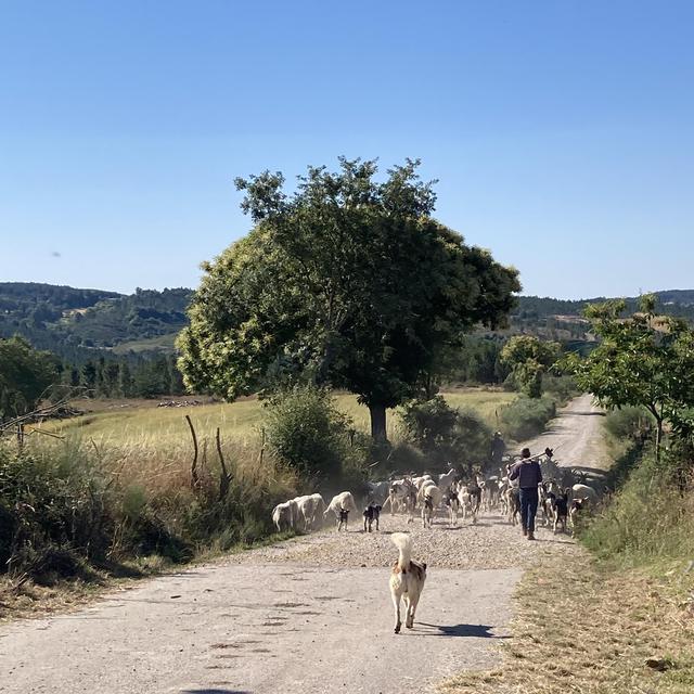 Un troupeau ovin dans la région portugaise de Barroso. Pratique menacée par le projet de mine de lithium? [RTS - Mélanie Nunes]