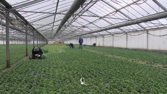 De la production à la vente, en passant par le centre logistique, visite dans les coulisses de l'Union Maraîchère de Genève