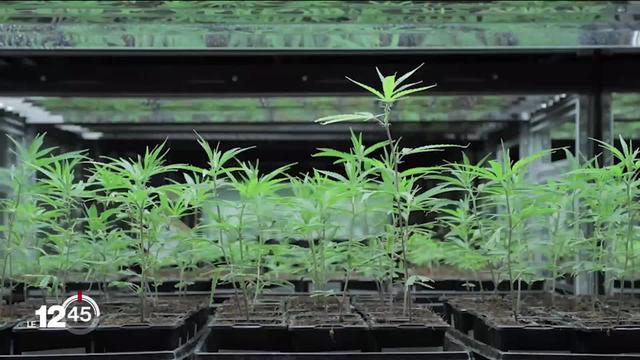 Le cannabis médical autorisé, mais pas remboursé par la LaMal