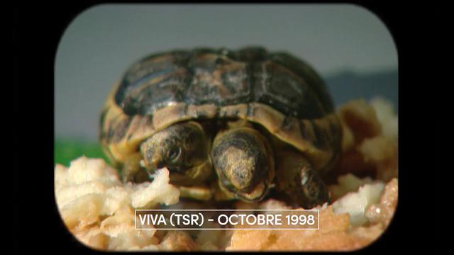 Janus, la tortue bicéphale : véritable star depuis 23 ans