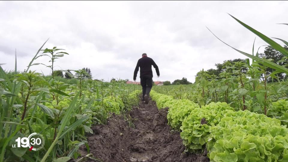 La production nationale de légumes est en danger. De Zurich à Genève en passant par le Seeland, les champs sont détrempés