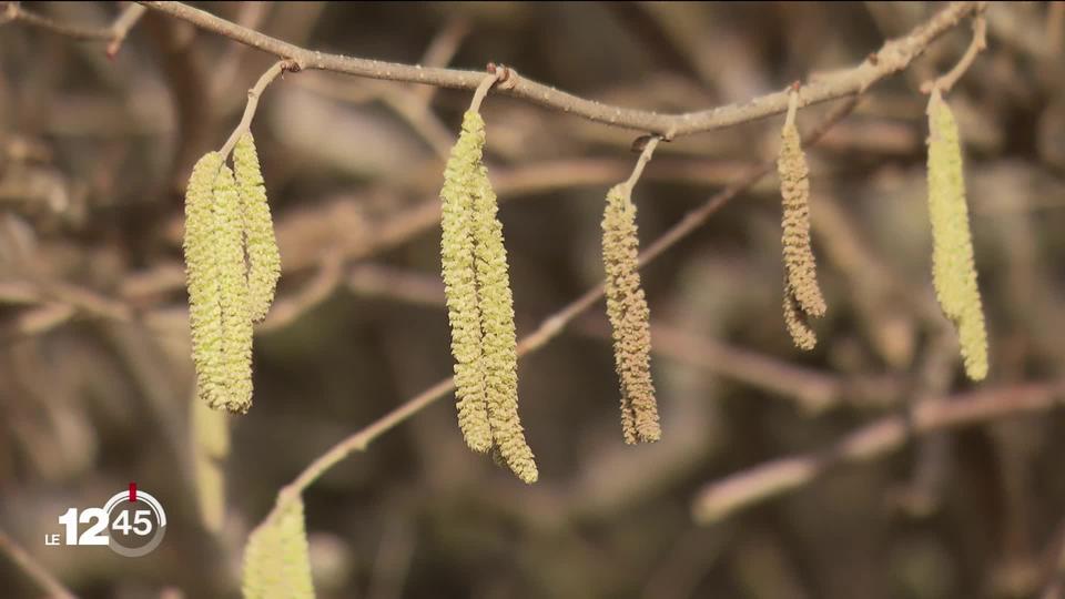 La chaleur accélère le retour des pollens... Et des allergies pour celles et ceux qui y en souffrent...