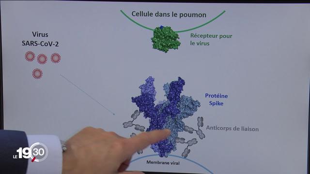 Dans les prochains mois, les scientifiques espèrent en savoir davantage sur la durée de l'immunité au Covid-19