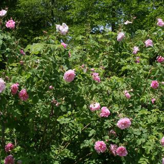 Rosa damascena [Wikimedia CC by SA 4.0 - David J. Stang]