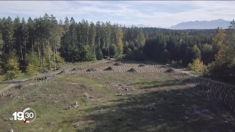 A quoi ressembleront nos forêts au 22ème siècle ? L'institut de recherche sur la forêt a lancé une vaste étude.