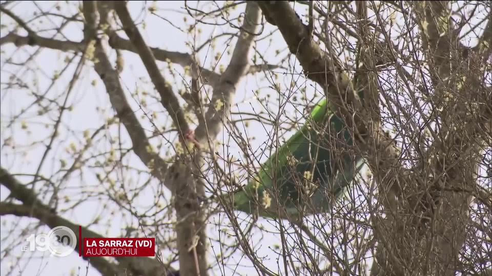 Réfugiés dans un arbre, deux protestataires de la ZAD du Mormont refusent toujours de partir. Reportage