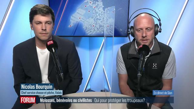 Le grand débat - Molosses, bénévoles ou civilistes: qui pour protéger les troupeaux? (vidéo)