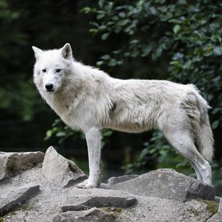 Un Loup arctique est visible au Zoo de Servion le jeudi 16 juillet 2020 a Servion. [Keystone - Jean-Christophe Bott]