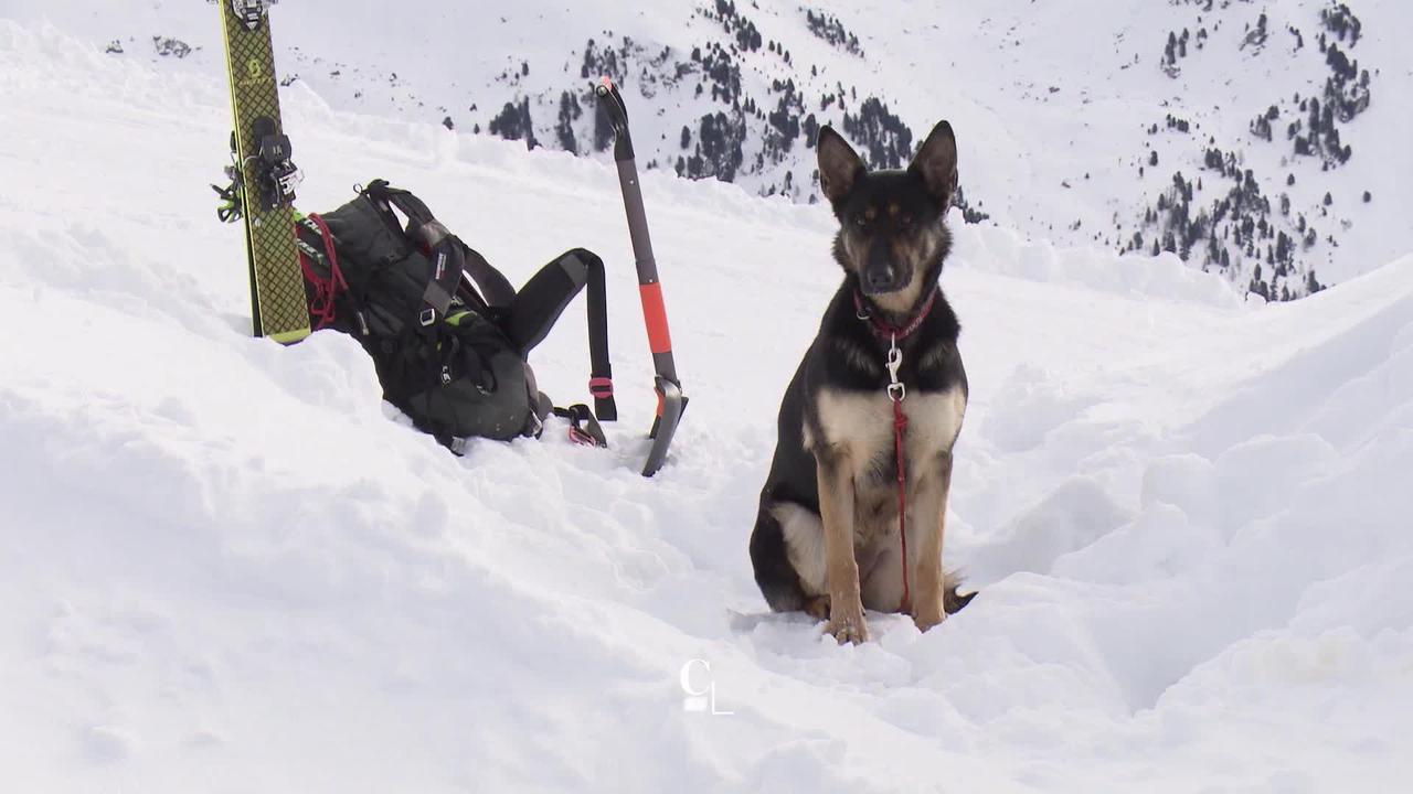 Les chiens d’avalanche sont de moins en moins nombreux en Suisse. Lumière sur un maillon pourtant important de la chaîne de sauvetage en montagne