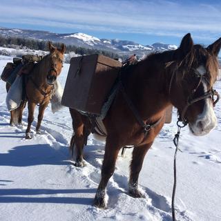 Les chevaux de Manisha dans l'hiver croate [DR - Manisha Berger]