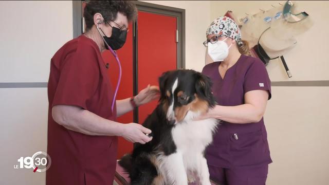 Les effets apaisants du CBD sont aussi recherchés pour les animaux. Dans les commerces, la gamme s'étoffe.