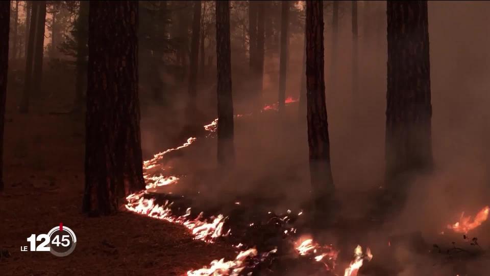 La Californie dévorée par les flammes