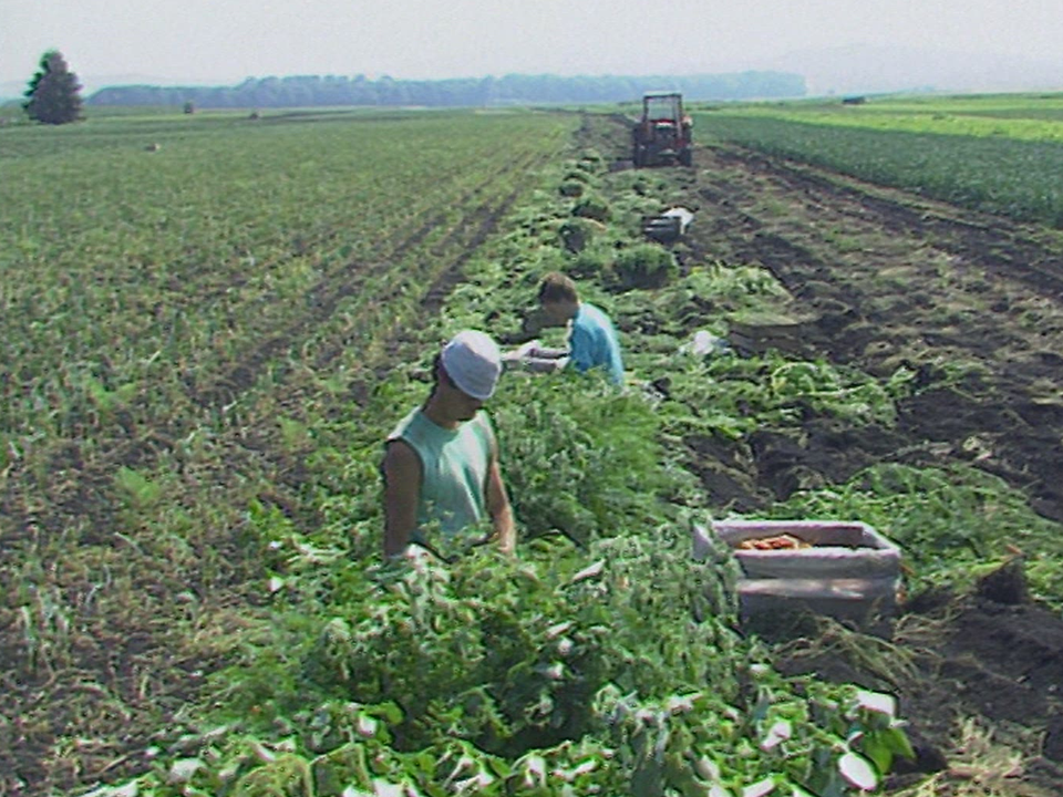 La production agricole intégrée dans le Vully